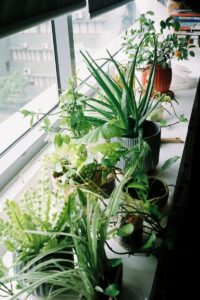 Various potted plants lined up on a windowsill.